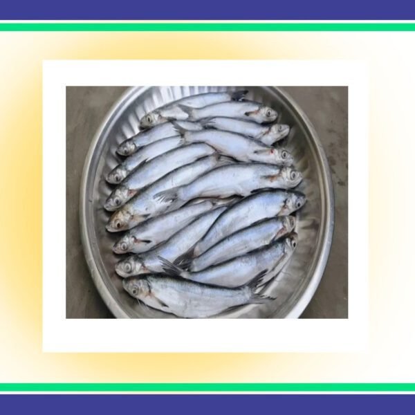 Bachwa-Fish-Per-Kg