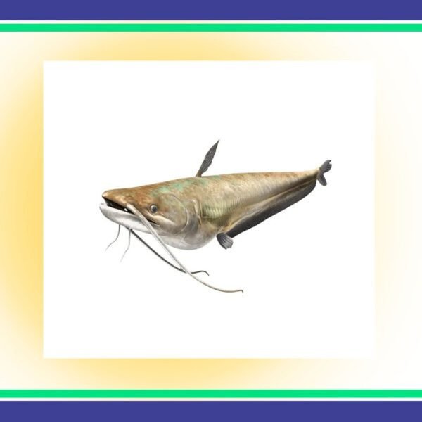 Fresh-Mali-Fresh-Per-Kg