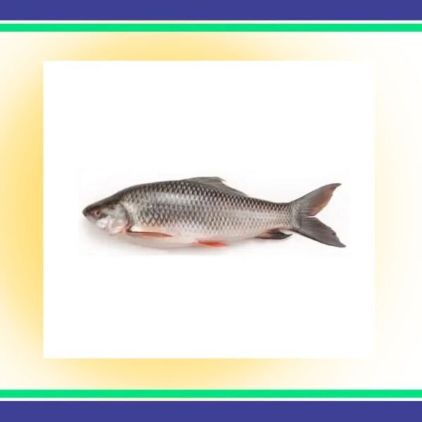 Thala-Rahu-Fish-3-kg-plus