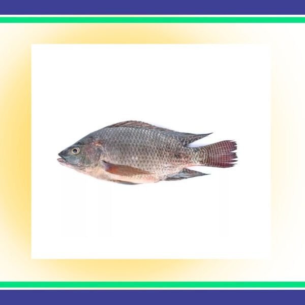 Tilapia-Fish-Per-KG