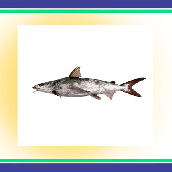Fresh Khaga Fish 1Kg